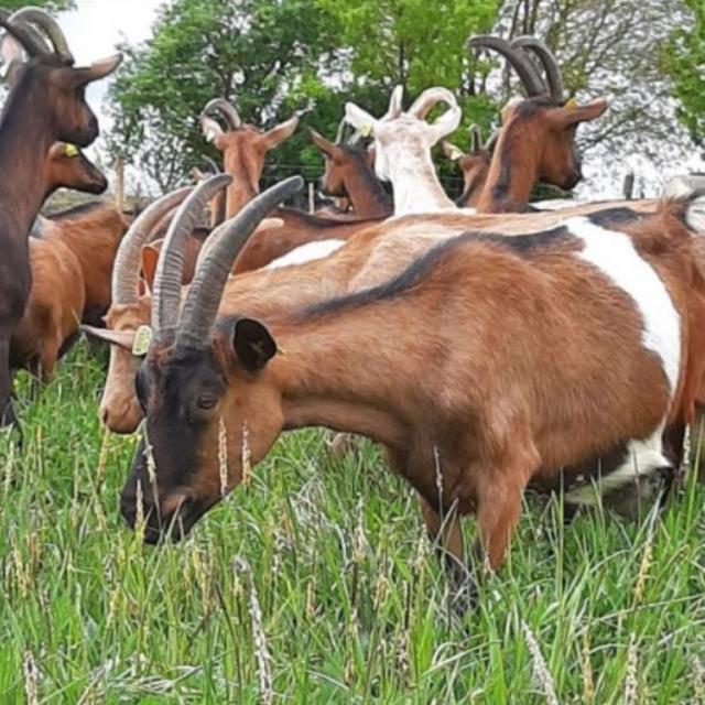 Lait de chèvre frais entier 75cl SCEA FERME DU CAROIRE-SCEA FERME DU  CAROIRE- retiré