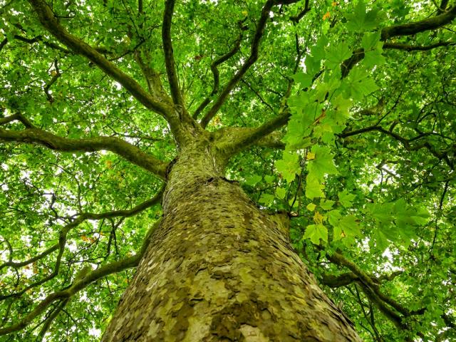 Sylvotherapie Domaine De Coolus Christophe Manquillet