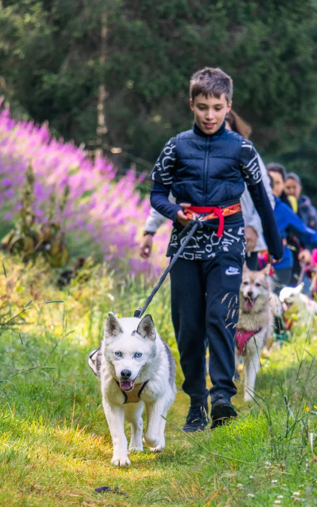Chiens-traineaux-12.jpg