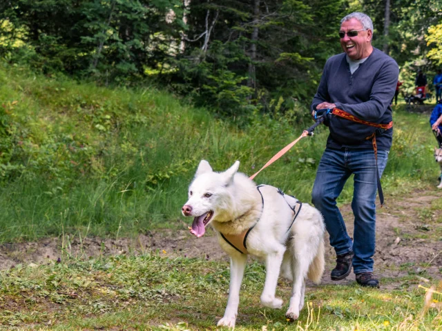 Chiens-traineaux-14.jpg