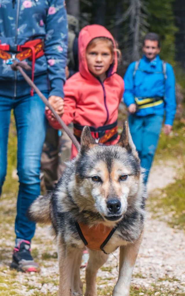 Chiens-traineaux-22.jpg