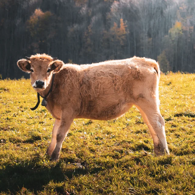 Couleurs d_Automne - Alpigraphie-105652.jpg