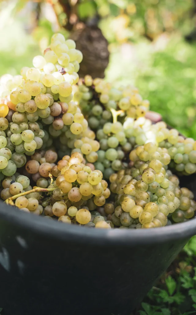 Domaine Richel-04036.jpg