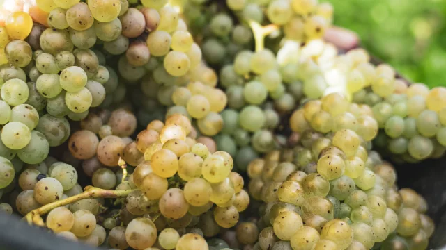 Domaine Richel-04036.jpg