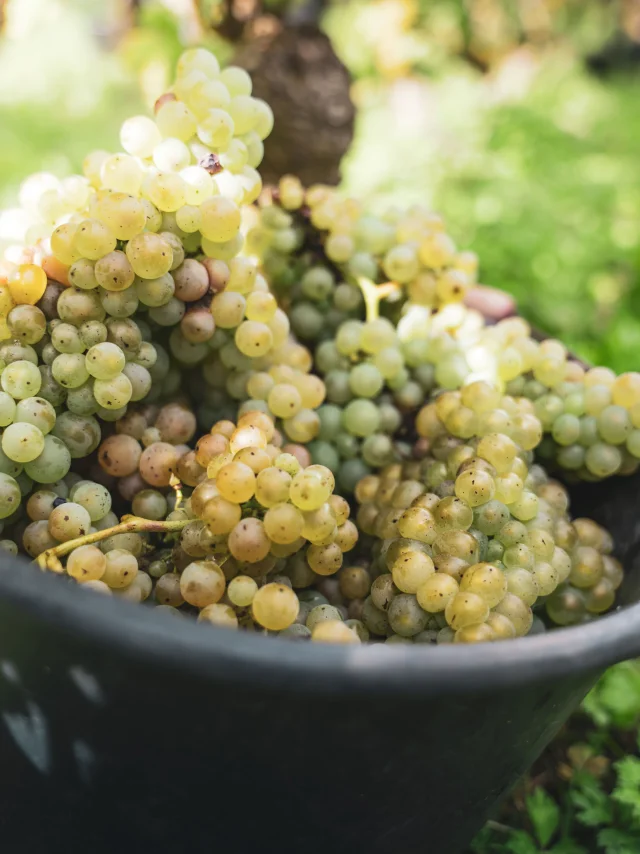 Domaine Richel-04036.jpg