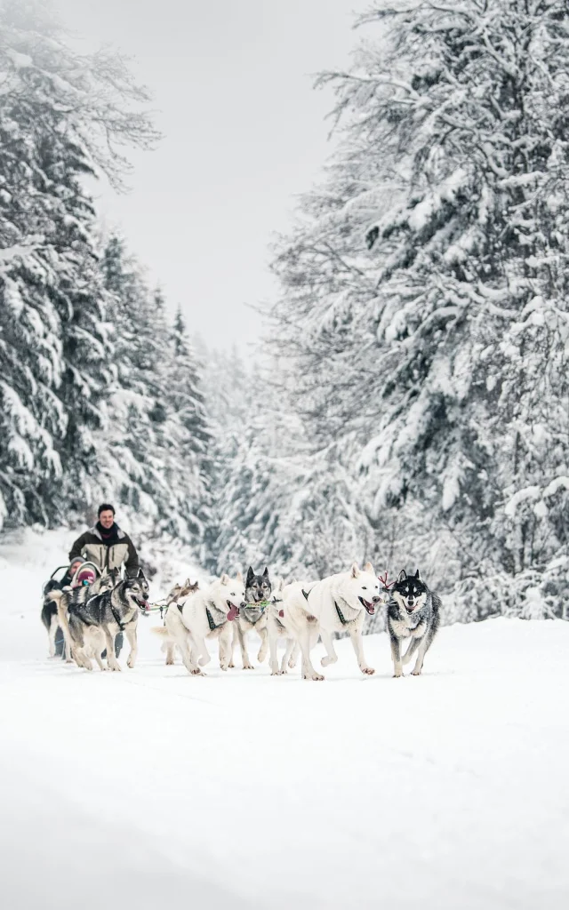 GCAT-Chien-Traineau_R_Peignee-Verticale-1517.jpg