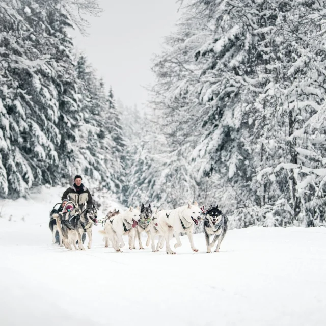 GCAT-Chien-Traineau_R_Peignee-Verticale-1517.jpg