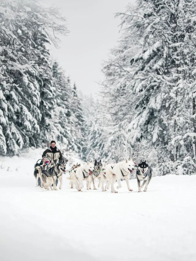 GCAT-Chien-Traineau_R_Peignee-Verticale-1517.jpg