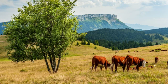 nature