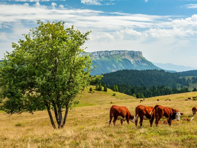 20190801-CHAAS_CH19145.jpg