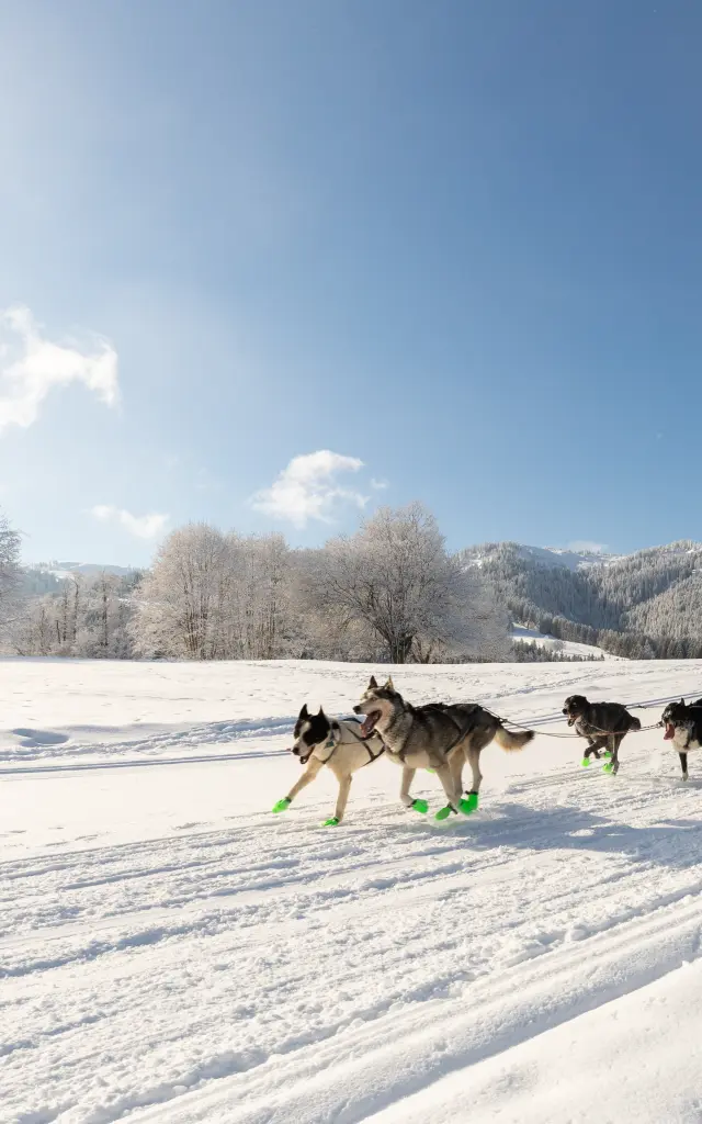 La Grande Odyssée Royal Canin 2026 - Savoie Grand Revard, Chambéry Montagnes