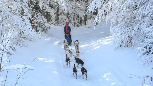 Chiens De Traineaux Aillonsmargeriaz 1