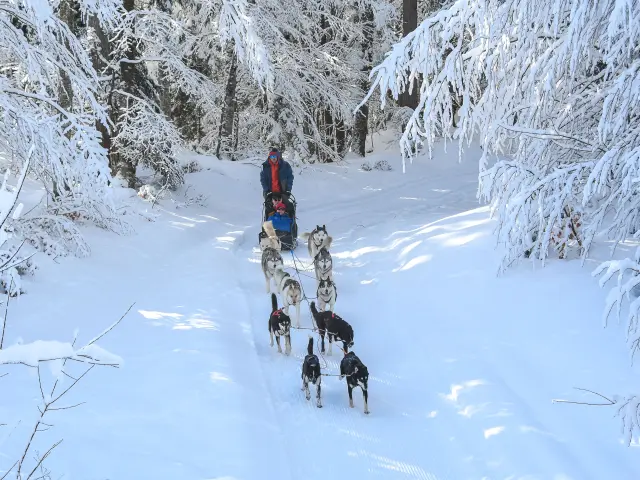 Chiens De Traineaux Aillonsmargeriaz 1