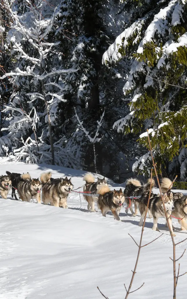 Chiens De Traineaux Aillonsmargeriaz 2