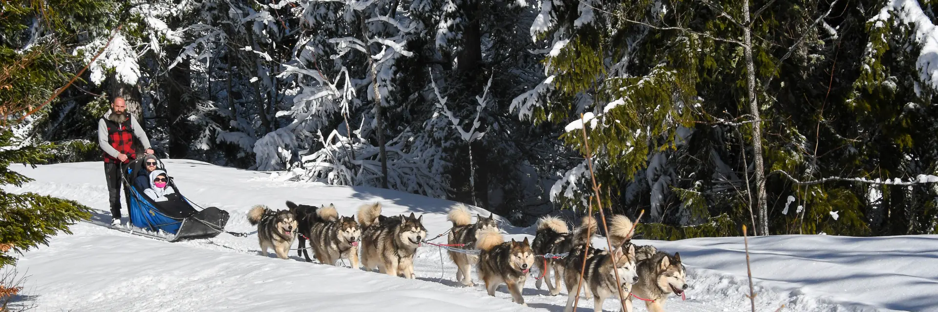 Chiens De Traineaux Aillonsmargeriaz 2