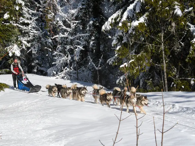 Chiens De Traineaux Aillonsmargeriaz 2