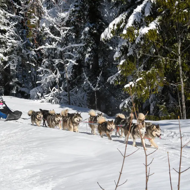 Chiens De Traineaux Aillonsmargeriaz 2