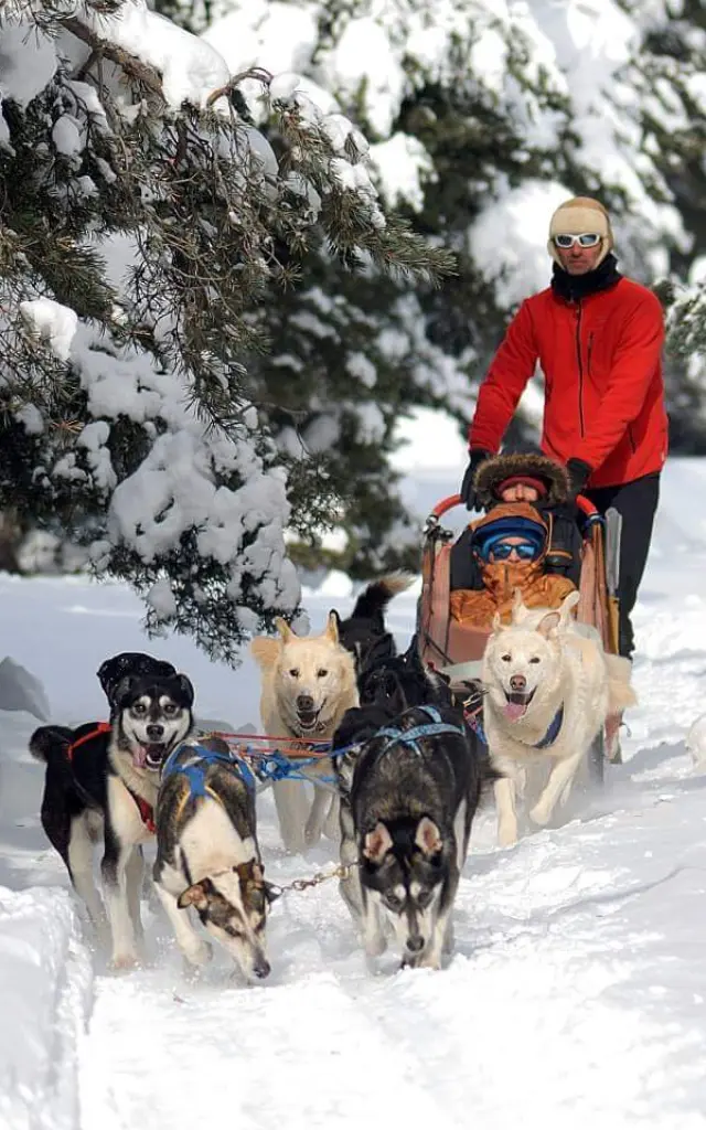 Chiens De Traineaux Aillonsmargeriaz
