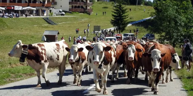 Fete Des Alpages Du Mont Revard