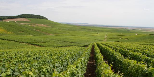 Cote Des Blancs