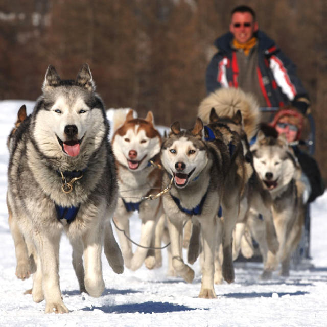 Attelage de chiens de traineaux dans les Hautes Alpes
