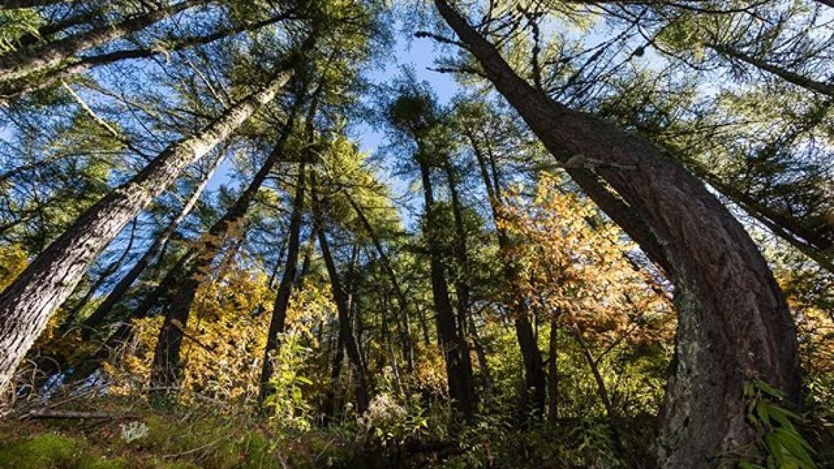 SaintLégerlesMélèzes en hiver Un domaine skiable très nature