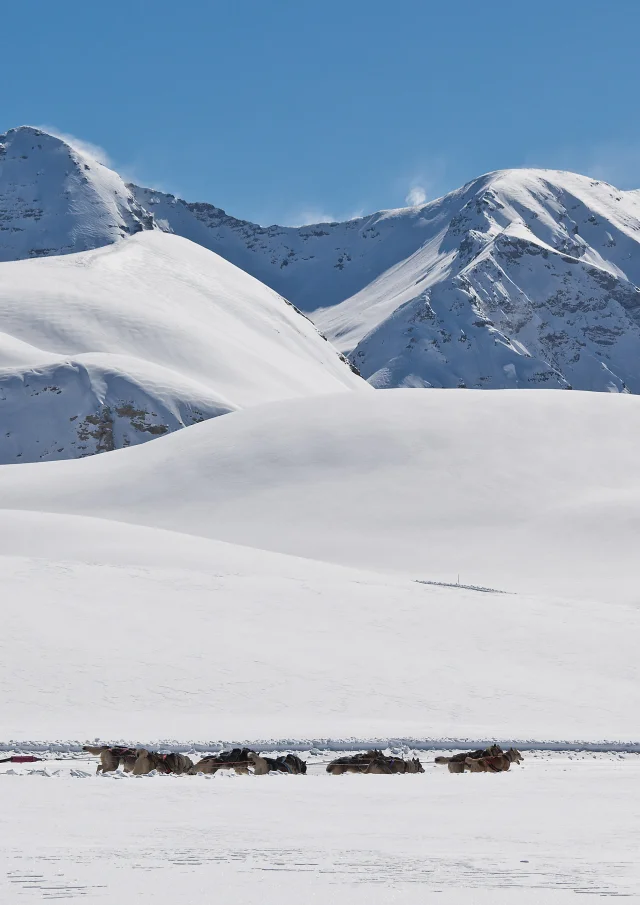Station de ski Orcières 1850, vallée du Champsaur, Hautes-Alpes; 05 Village nordique de Williwaw, partez pour une balade à la tête dun attelage, ou dans le traîneau du meneur de chien (musher) pour glisser sur les pentes douces des haut plateaux daltitudes de Rocherousse.