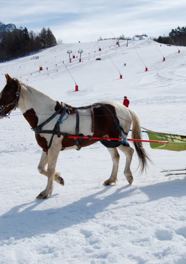 Ski joering à Ancelle