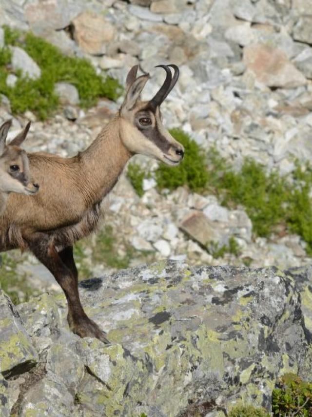Chèvre et chevreau dans le vallon d'Isola à Champoléon