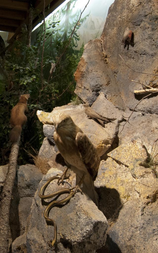 Nl Refuge Des Animaux 03