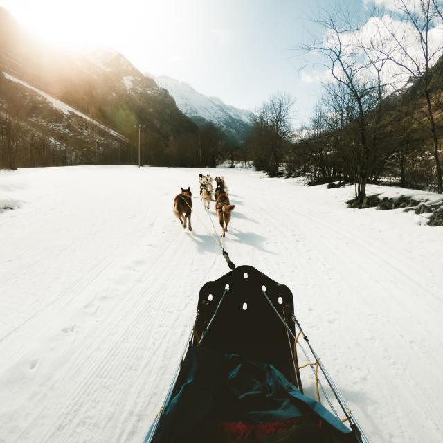 Chiens de traineaux dans le Valgaudemar en hiver