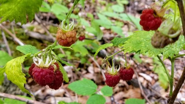 Framboises Sauvages©a Carmellino