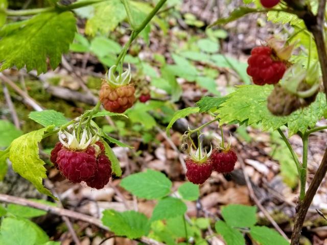 Framboises Sauvages©a Carmellino