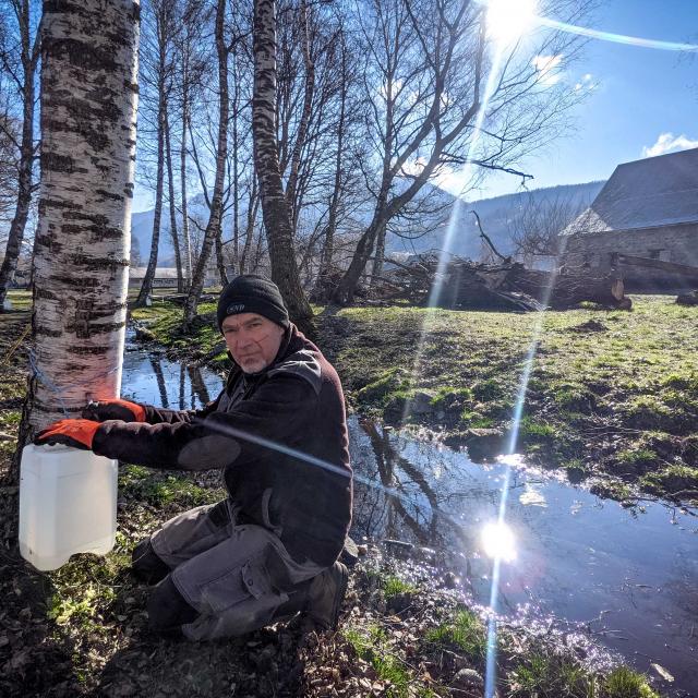 récolte de la sève de bouleau dans le Chamspaur