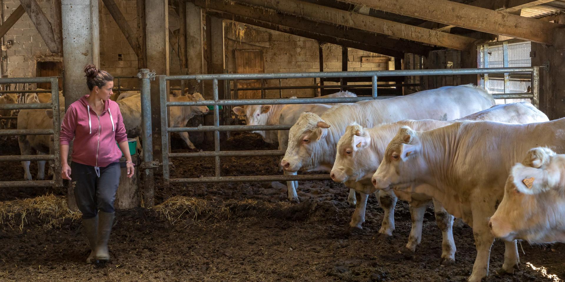 Hautes-Alpes (05), Parc national des Ecrins, Vallée du Champsaur, Ancelle, le Collet d'Ancelle, Ferme de Sauron, Laure Marcellin,  éleveuse de bovins (Race charolaise) et vente directe de viande bovine et terrines.,  //  Hautes-Alpes (05), Ecrins national park, Champsaur valley, Ancelle, cattle breeder (Charolais breed) and direct sale of beef