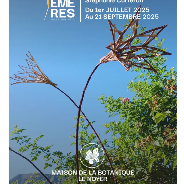Affiche Salix