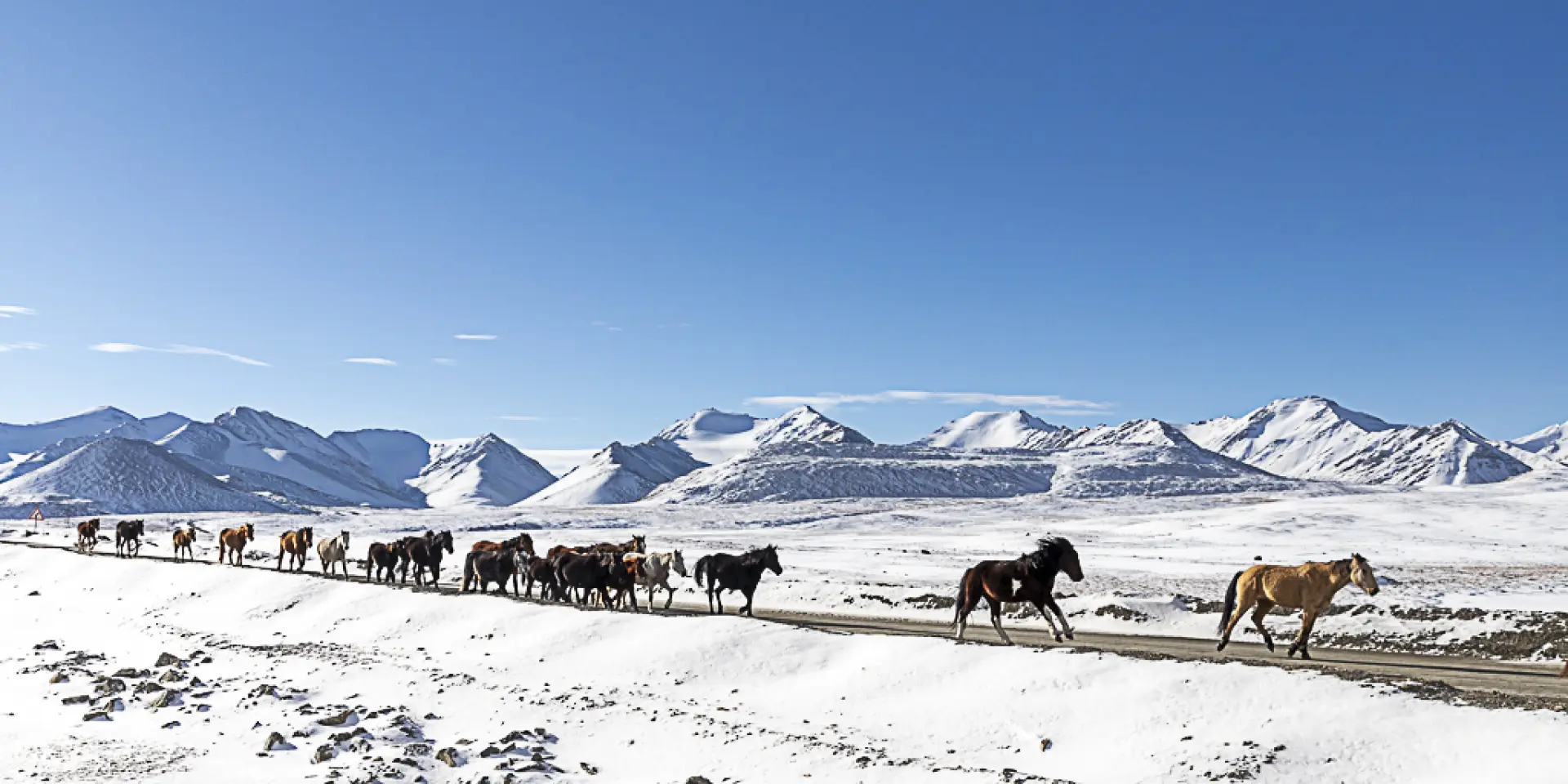 Troupeau de chevaux en transhumance dans paysage enneigé