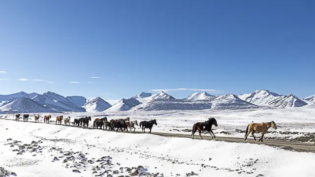 Troupeau de chevaux en transhumance dans paysage enneigé