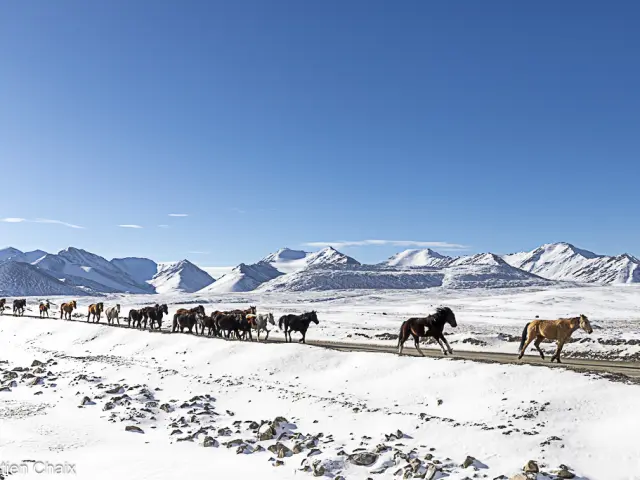 Troupeau de chevaux en transhumance dans paysage enneigé