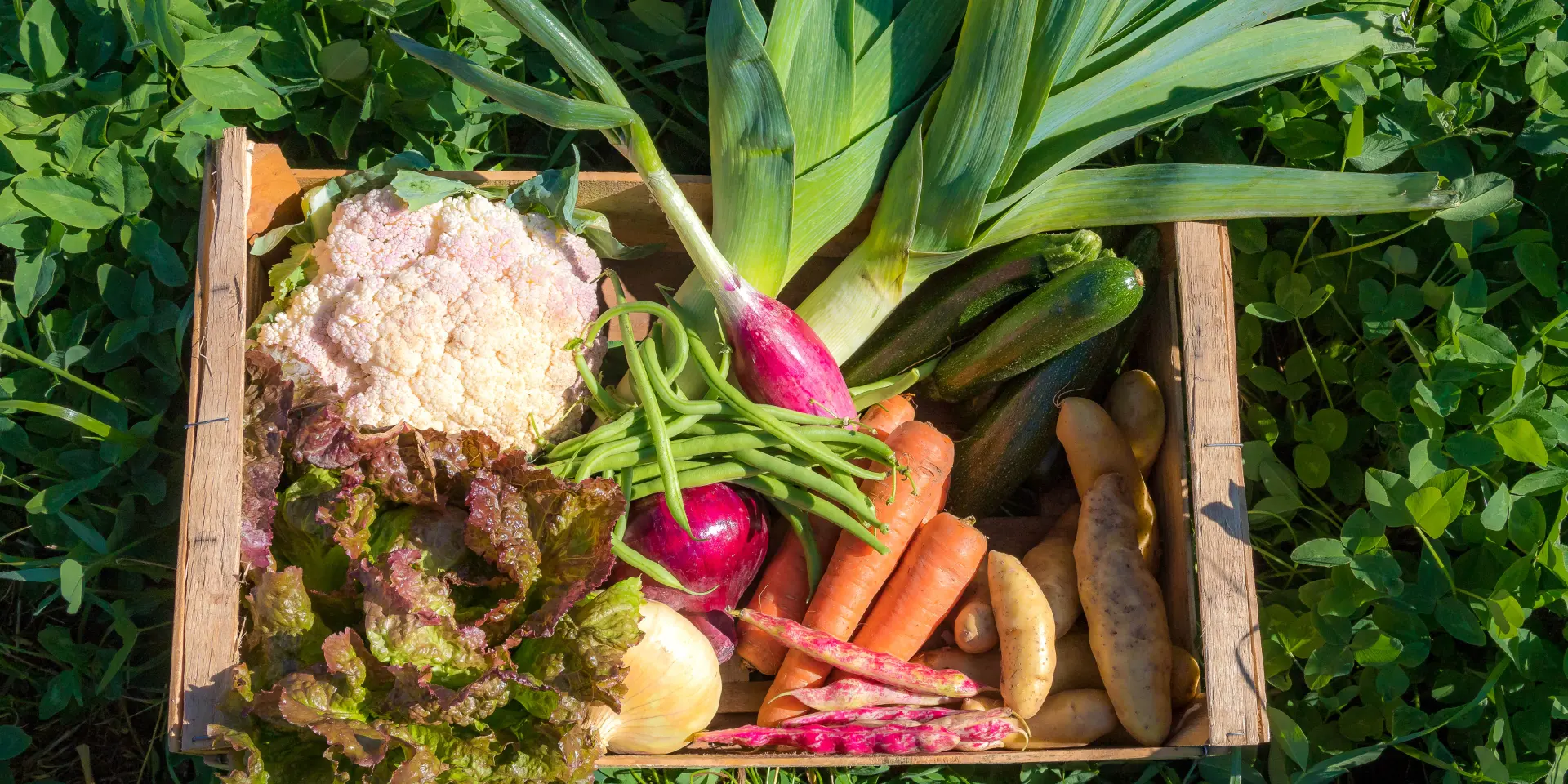 Hautes-Alpes (05), Vallée du Champsaur, St Laurent du Cros - Le Cros, Production de fruits et légumes de saison - Maraîchage en agriculture raisonnée, Jérôme Lafont //  Hautes-Alpes (05), Champsaur Valley, St Laurent du Cros - Le Cros, Production of seasonal fruits and vegetables - Market gardening in rational agriculture, Jérôme Lafont