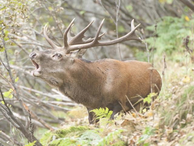 Brame Cerf Chartreuse