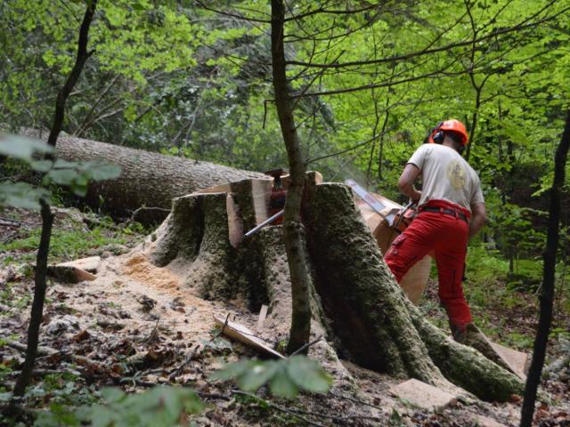 Decouverte Bucheronnage