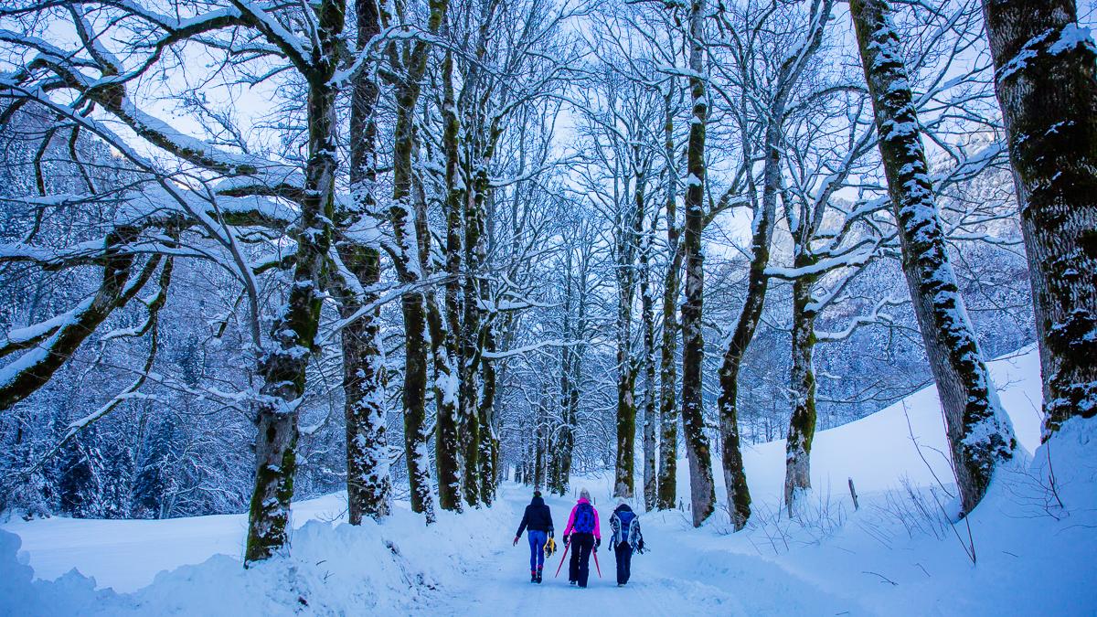 Nos 10 plus belles images de Chartreuse sous la neige Site Officiel
