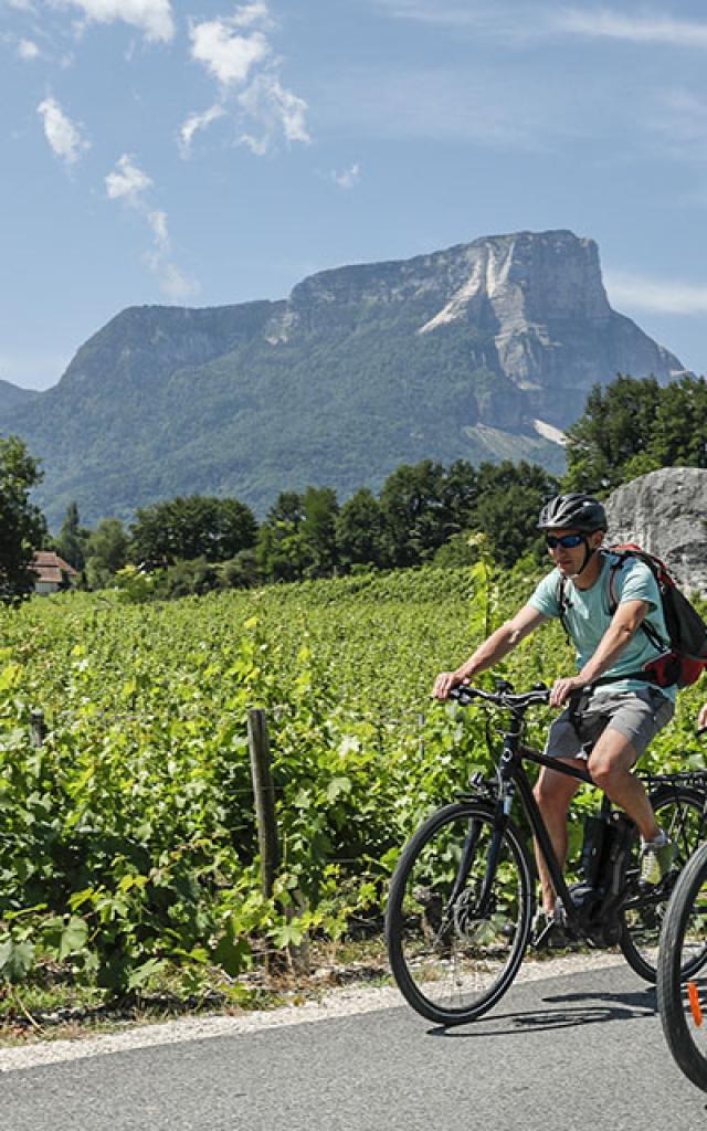 Velo en Chartreuse dans les vignes
