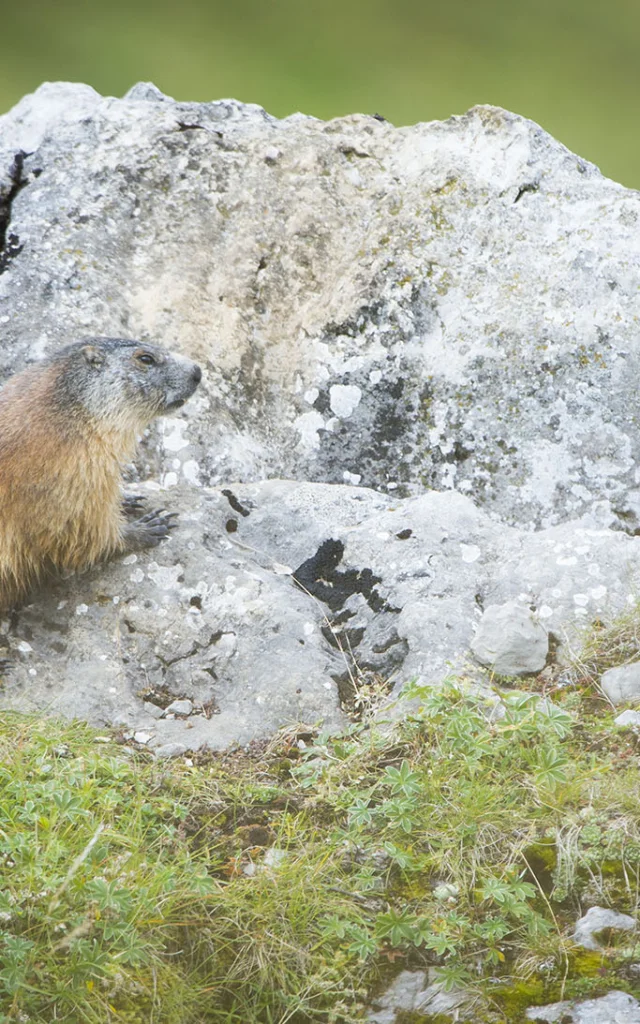 Marmotte sur un rocher