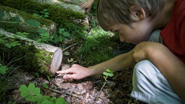Balade En Foret Bruno Lavit