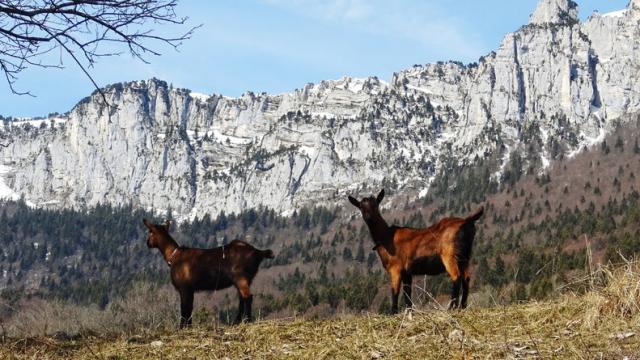 Rando avec les chèvres