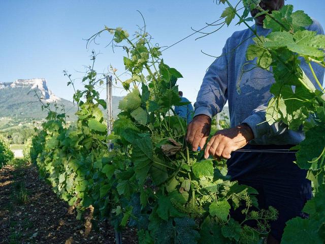 Domaine Chateau Violette