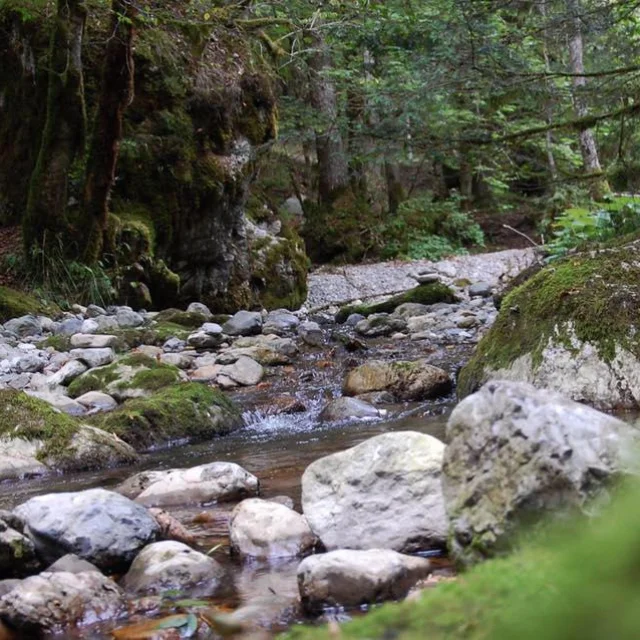 Riviere Chartreuse Terminorum