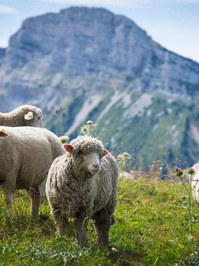 Moutons à l'espace naturel sensible du Col de Porte